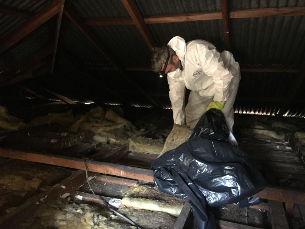 bird control 4 bird control picture - pest control services, manchester